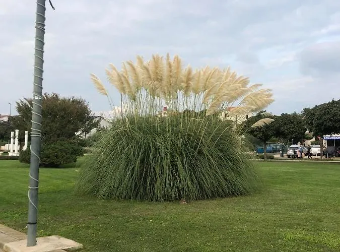 Deluxe Im * 메덜린